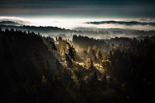 forest, Gullmarn, Visit Sweden, Sweden, european forests, forests in Europe