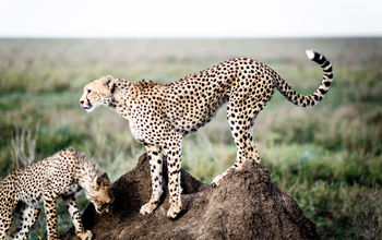 Kichakani Camp, Serengeti National Park, Tanzania