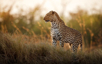 Leopard in Africa, safari, wildlife