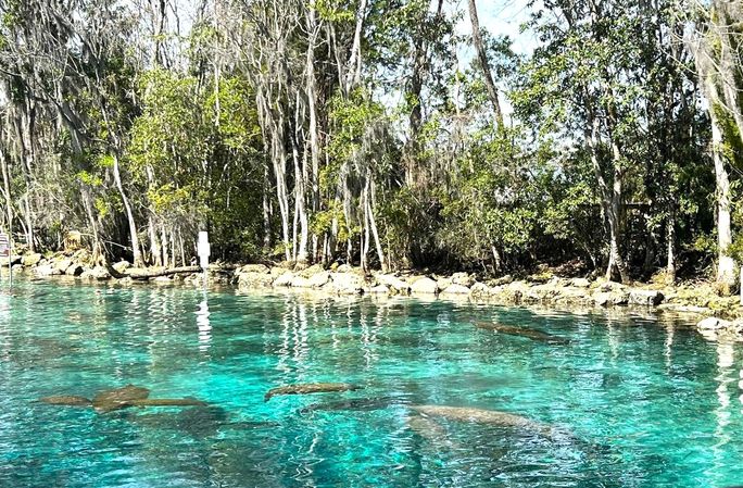 Crystal River Manatees