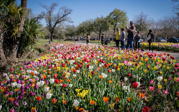 Springtime in New Orleans