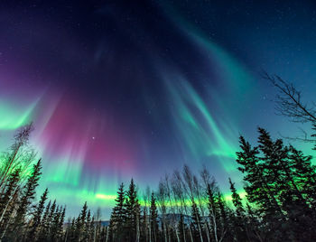 Purple and green aurora in Fairbanks, Alaska