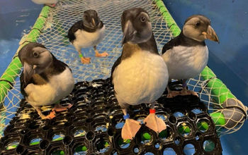 The new grant funding will fund a bird rescue quarantine area at SEA LIFE TRUST sanctuary in Iceland.