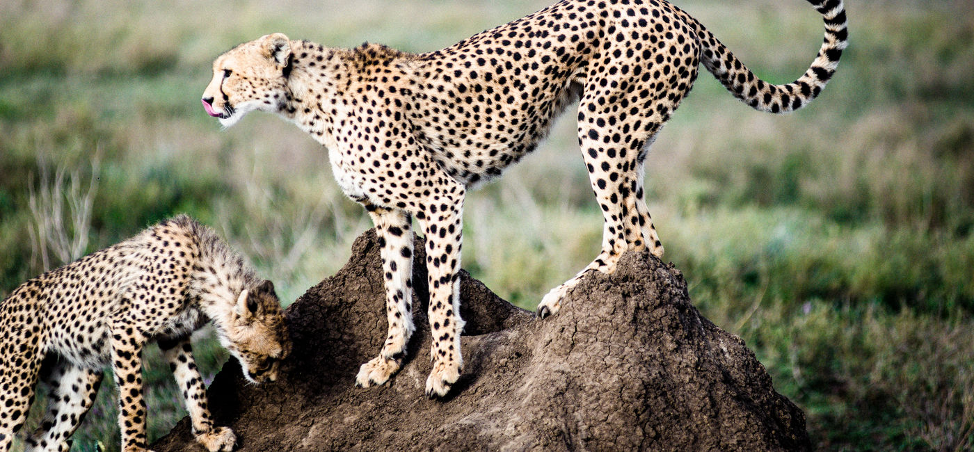 Image: Kichakani Camp, Serengeti National Park, Tanzania (Photo Credit: Abercrombie & Kent)