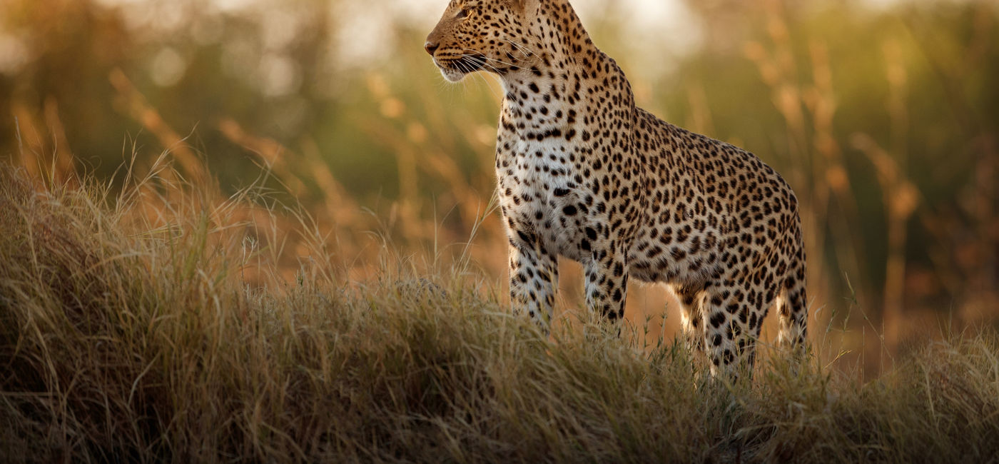 Image: Leopard in Africa. (photo courtesy of Ker & Downey Africa)