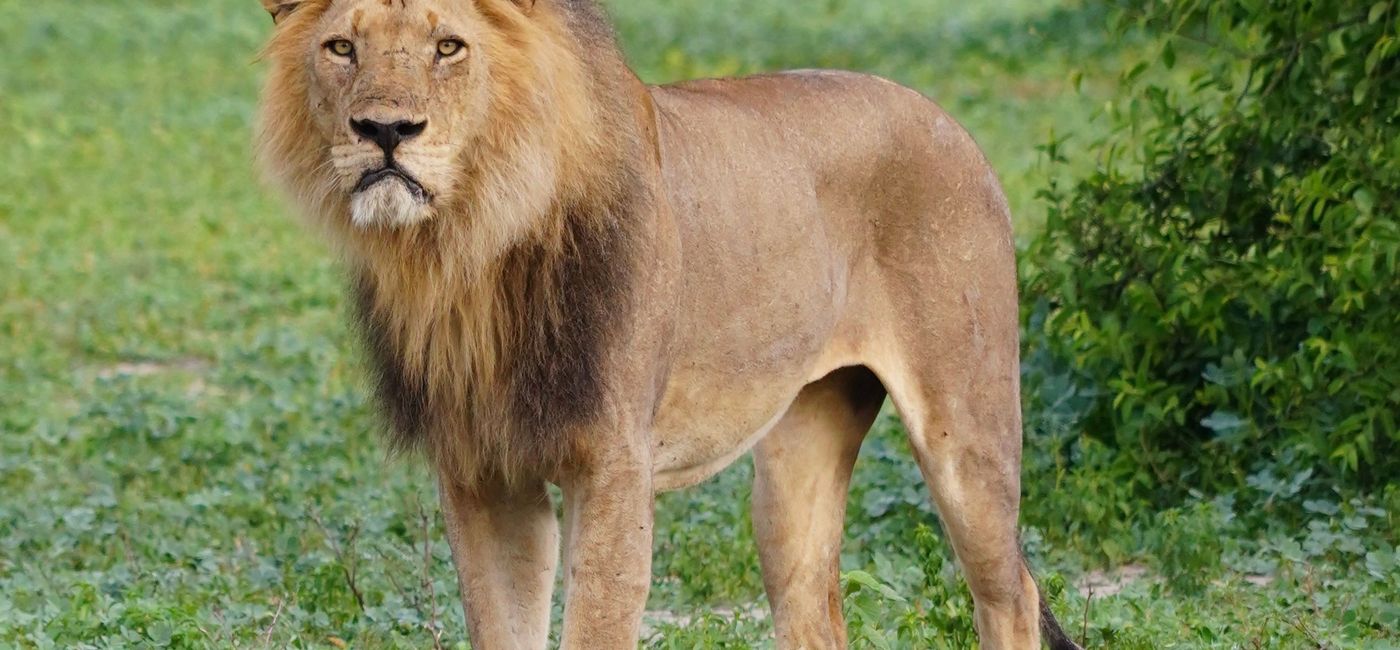 Image: Lion on an African safari. (photo by Jessica Kelly)
