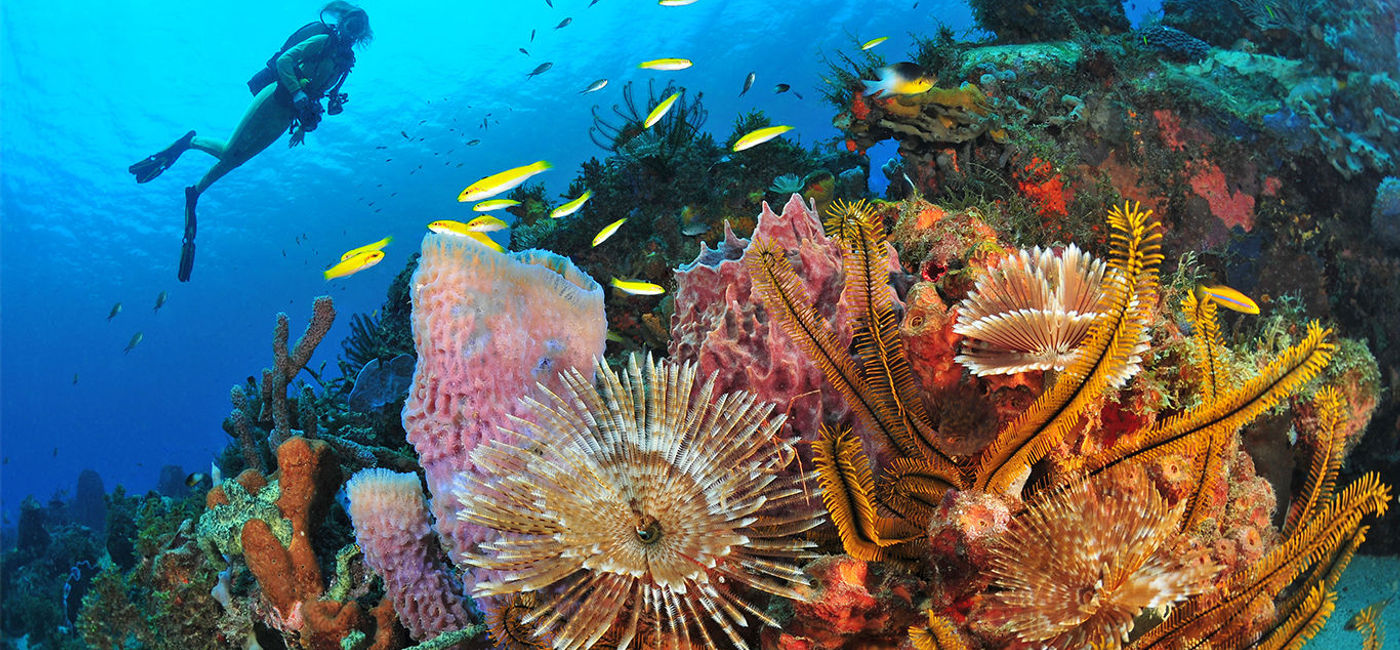 Image: Martinique Diving © R.Pakiela (Photo Credit: Martinique Diving © R.Pakiela)