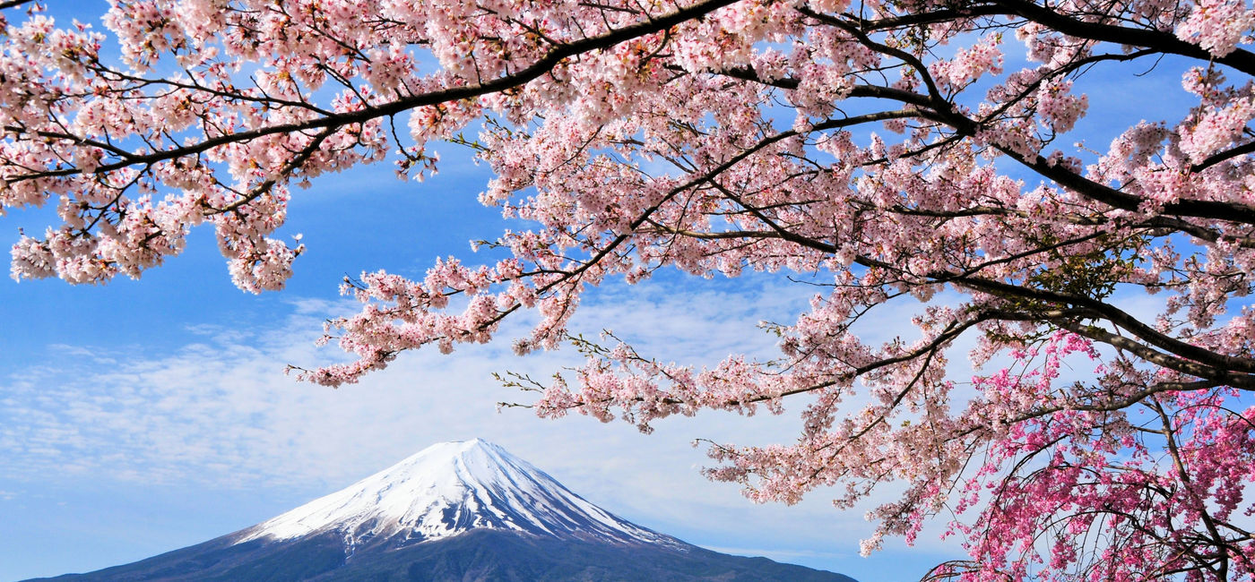 Image: PHOTO: Mount Fuji and Cherry tree, Japan (Photo via Goryu / iStock / Getty Images Plus)