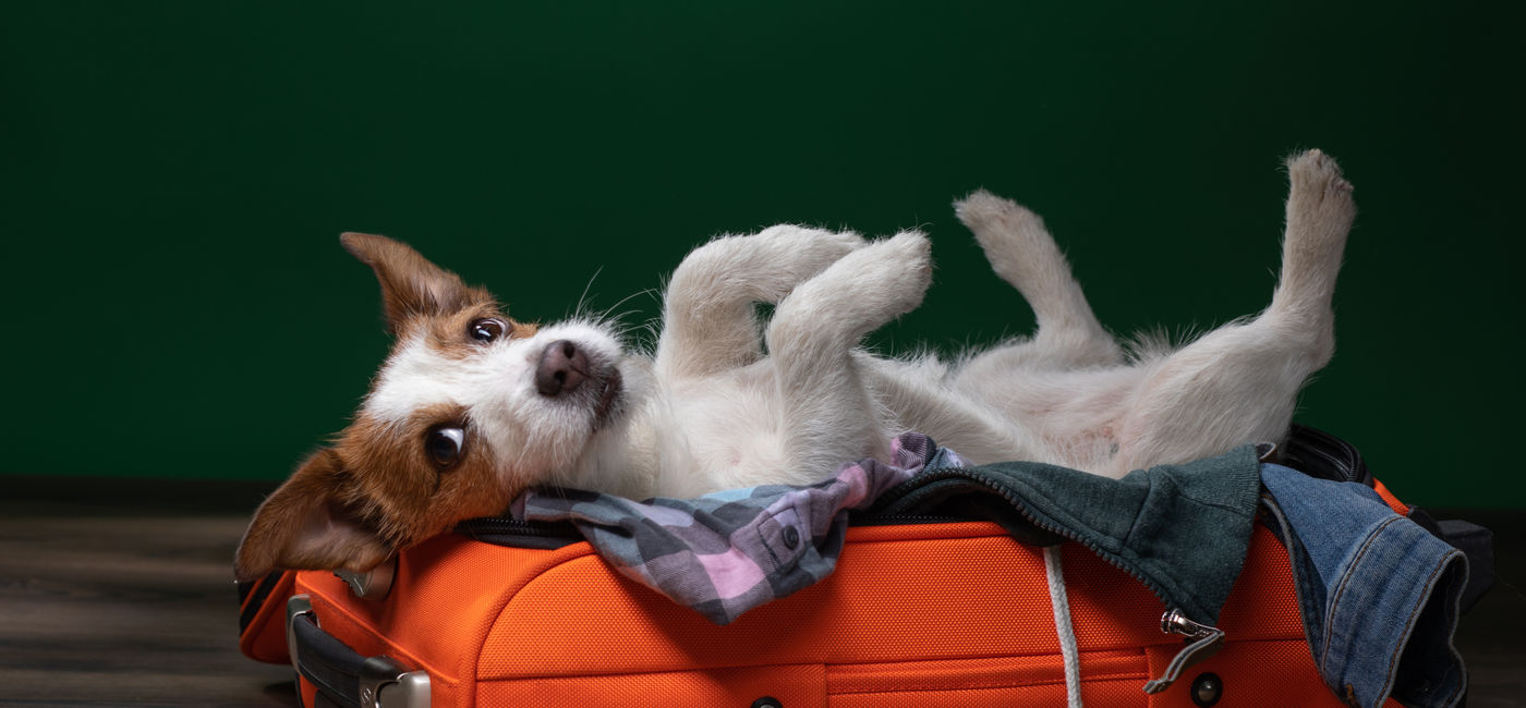 Image: Traveling with a dog. (Photo Credit: annaav/Adobe)