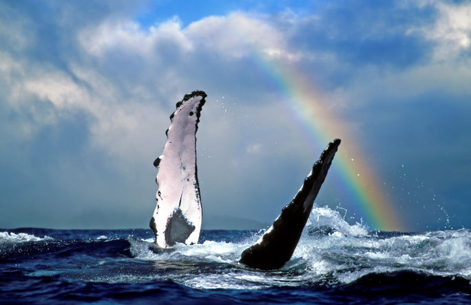 November through April is humpback whale season in Hawaii.