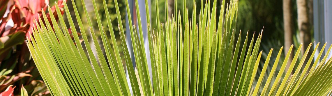 Palm tree, macro, Miami Beach Botanical garden