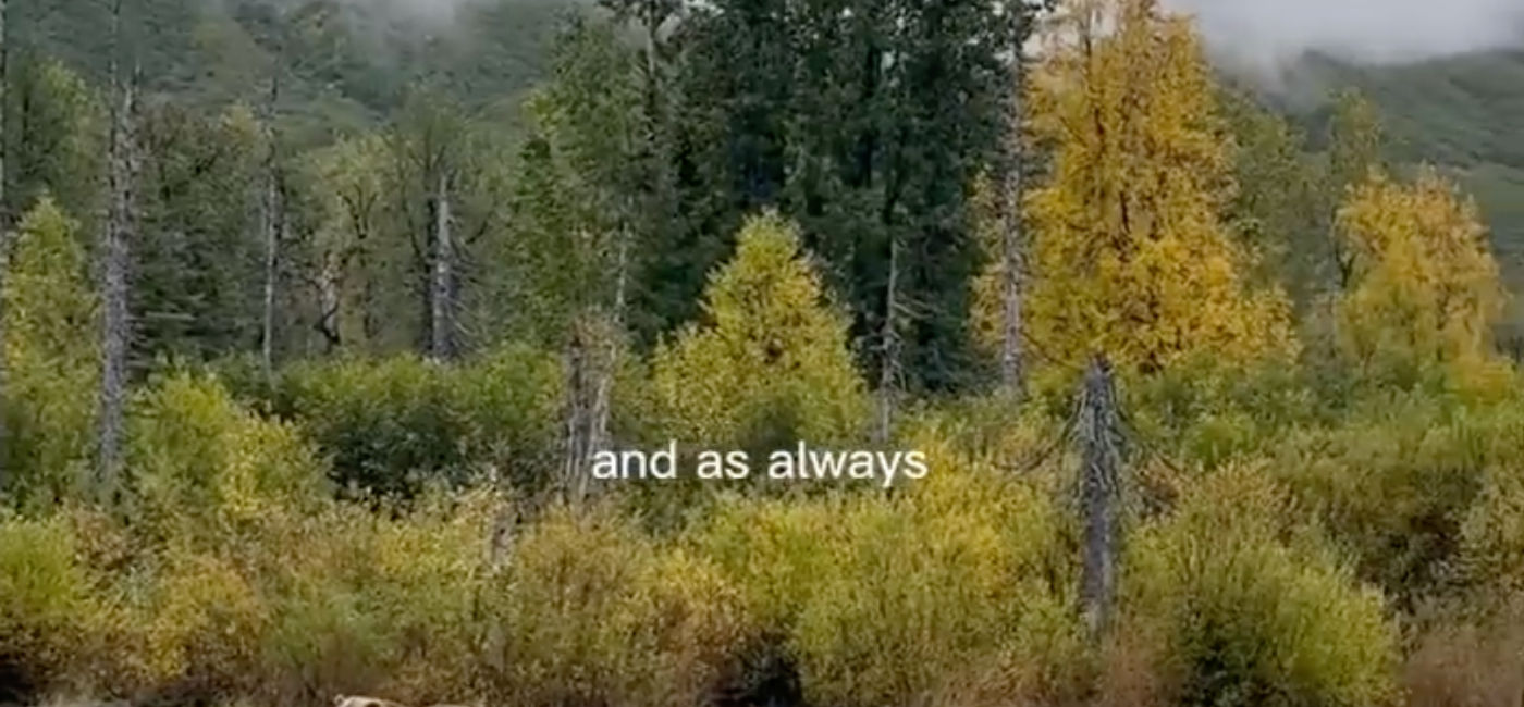 Photo: Bears in Alaska (Photo Credit: Melanie Rodriguez)