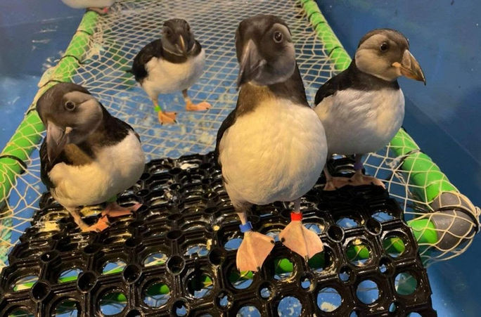 The new grant funding will fund a bird rescue quarantine area at SEA LIFE TRUST sanctuary in Iceland.