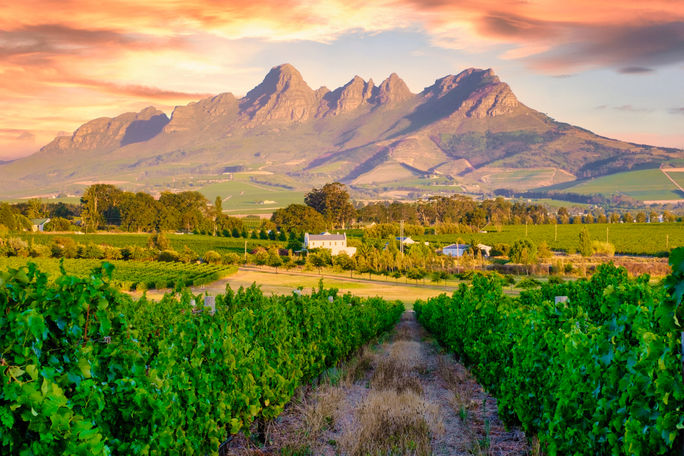 Vineyard landscape in Stellenbosch, South Africa.