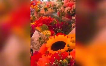 Winner of #SeattlewithNTG Video Contest: Christy Lyczkowski