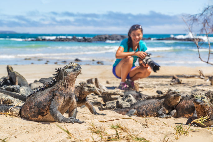Woman photographing a marine iguana in the Galapagos, Ecuador.